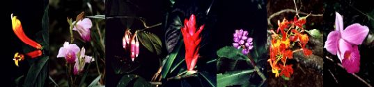 Costa Rican flora