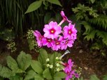 2005-06-05_006.jpg