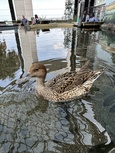 IMG_3833.jpg